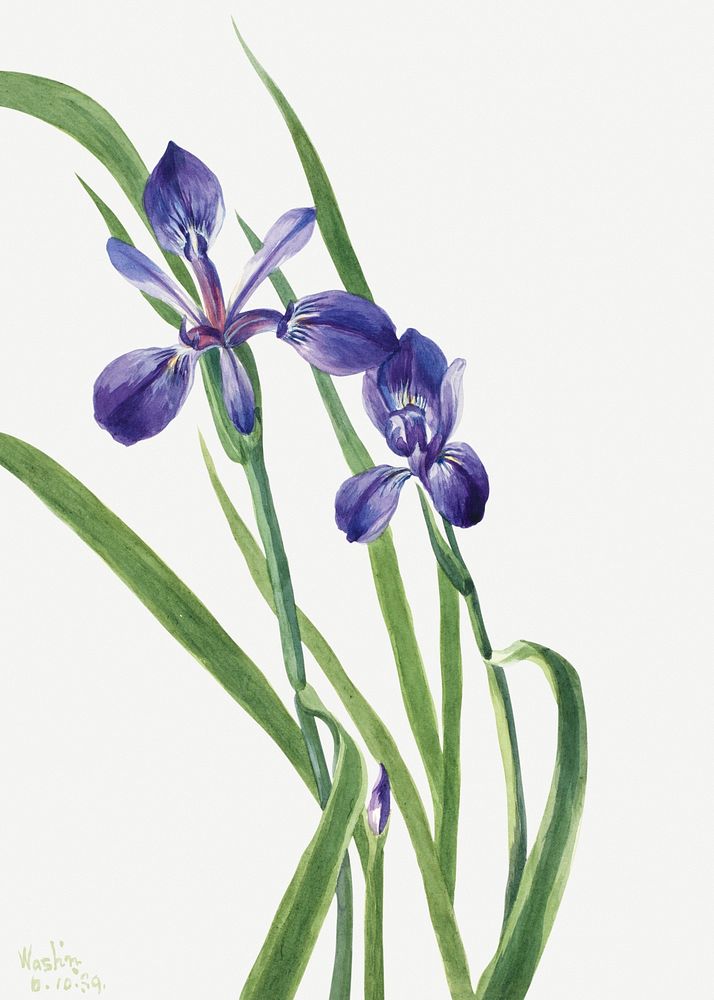 Iris psd flower botanical vintage illustration