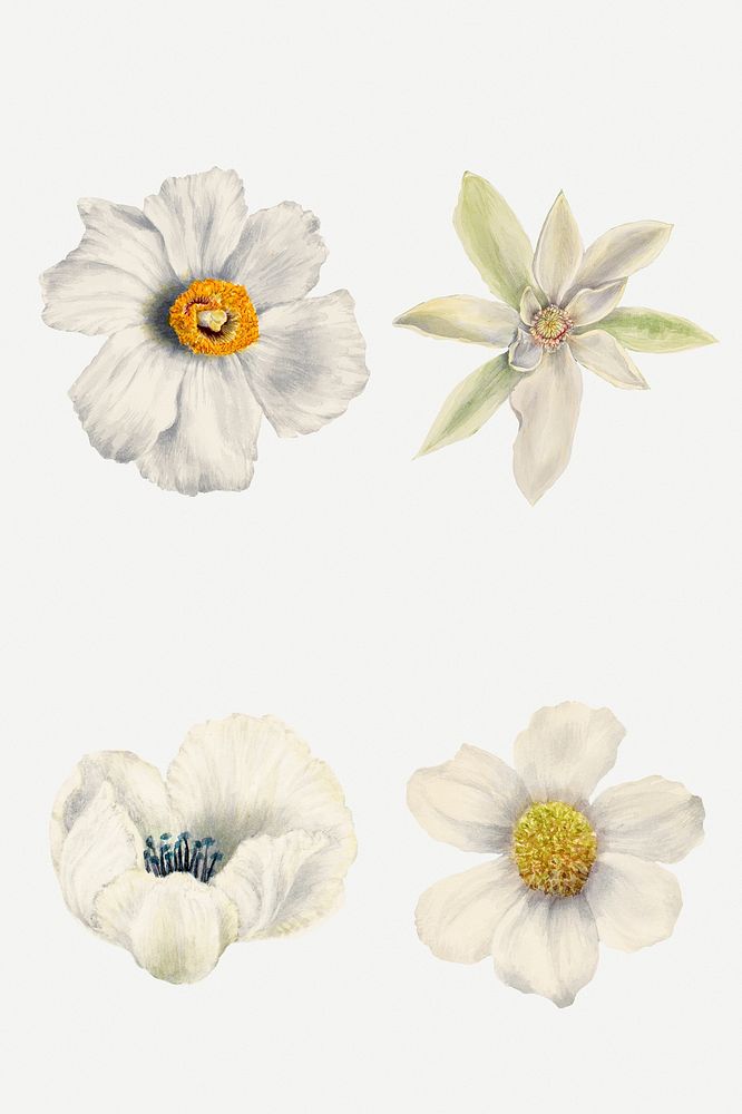 Vintage white flowers blooming illustration psd sticker set