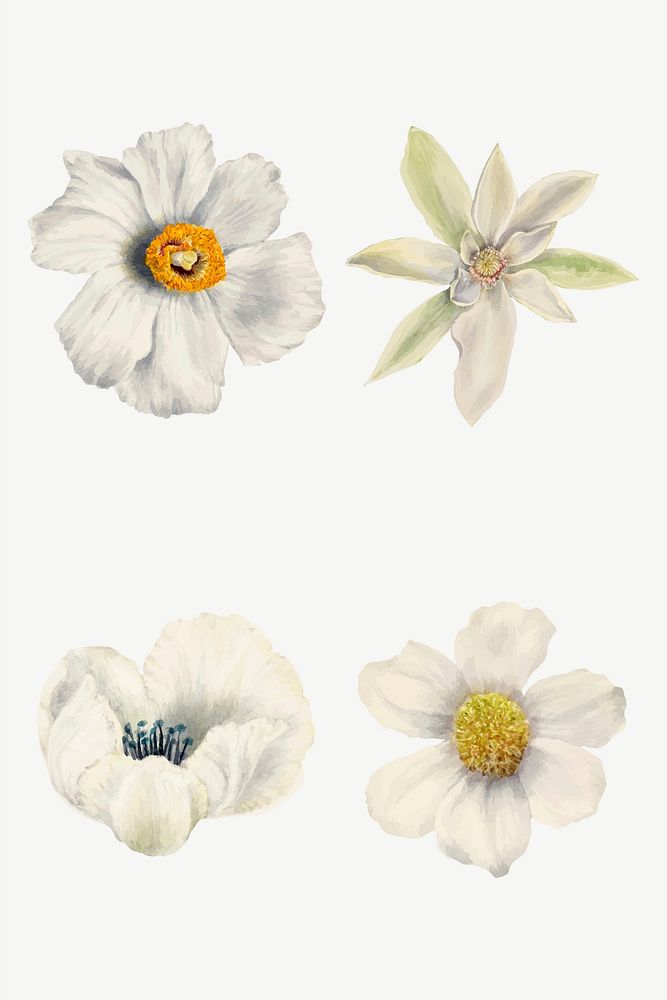 Blooming white flowers vector hand drawn floral illustration set, remixed from the artworks by Mary Vaux Walcott