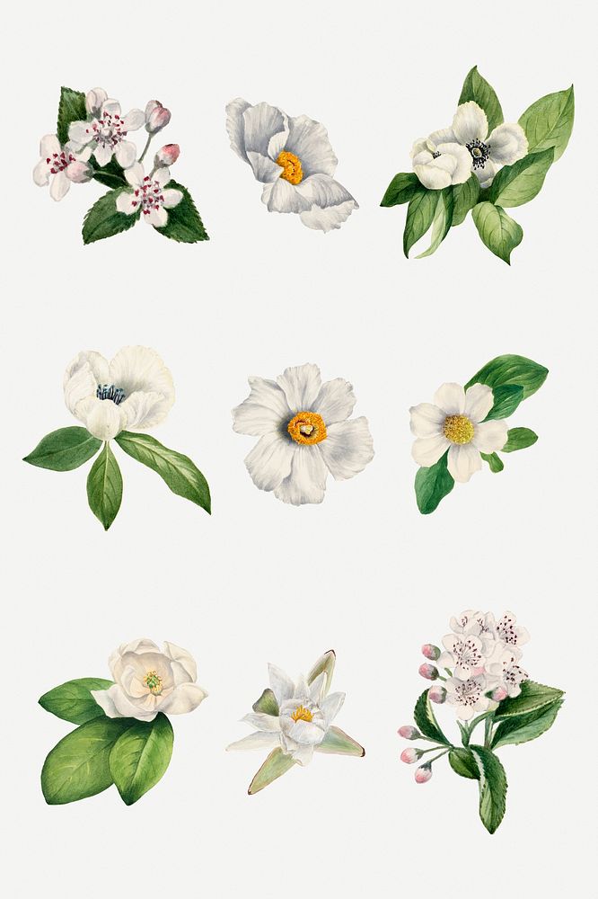 White flower botanical illustration set, remixed from the artworks by Mary Vaux Walcott