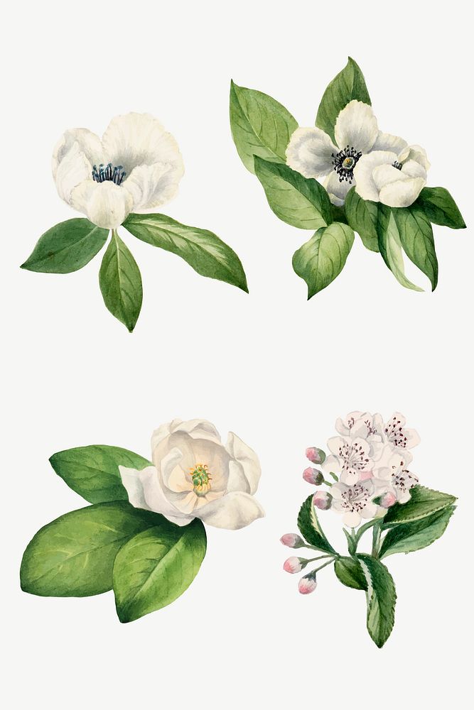 White flower vector set botanical illustration, remixed from the artworks by Mary Vaux Walcott