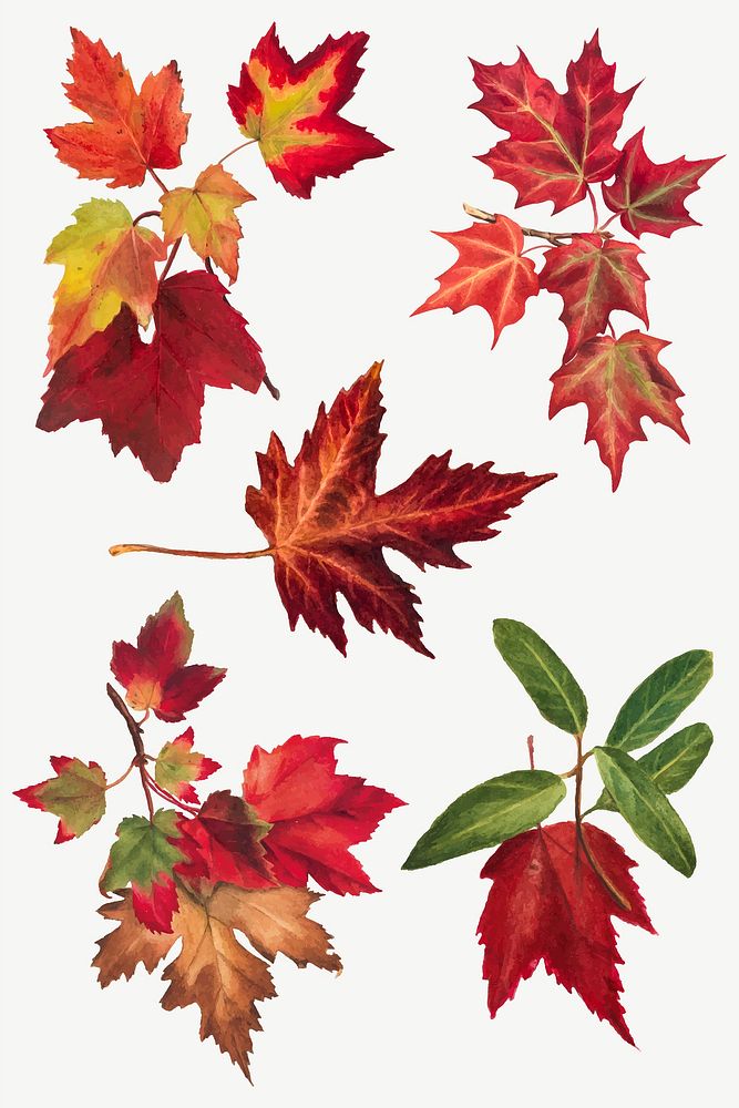 Autumn leaves set botanical illustration, remix from The Smithsonian book