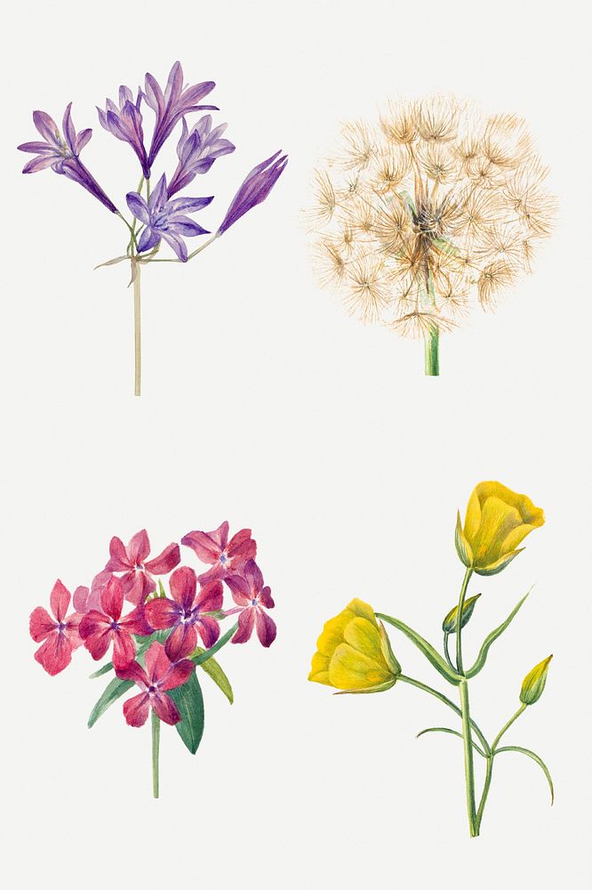 Blooming flowers psd botanical drawing set