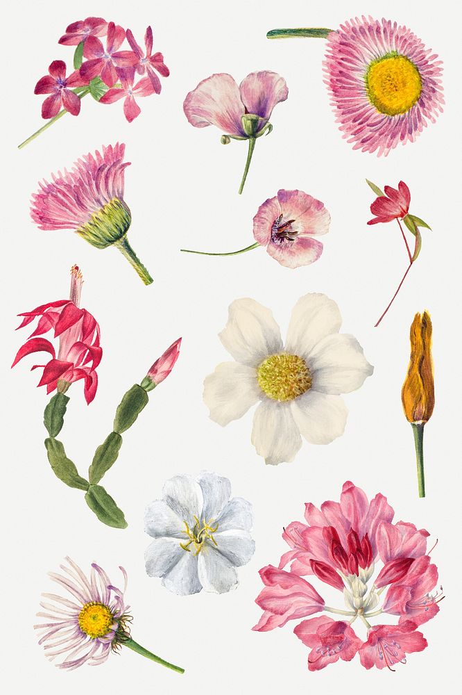 Hand drawn pink flowers psd floral illustration set