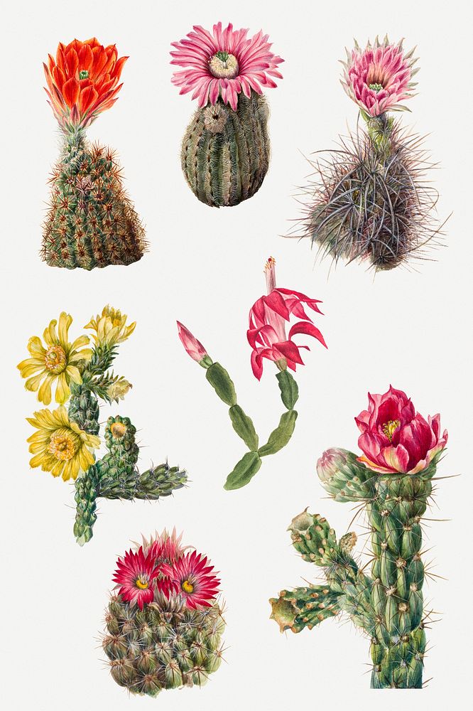 Hand drawn cactus floral illustration set, remixed from the artworks by Mary Vaux Walcott