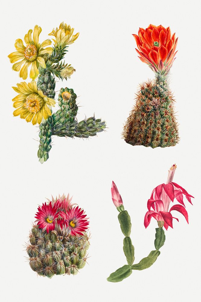 Blooming cactus flowers psd hand drawn botanical illustration set