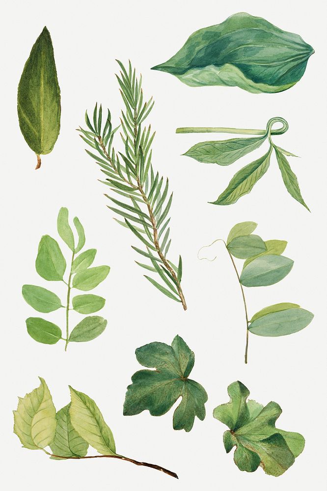 Wild plant green leaves psd illustration set