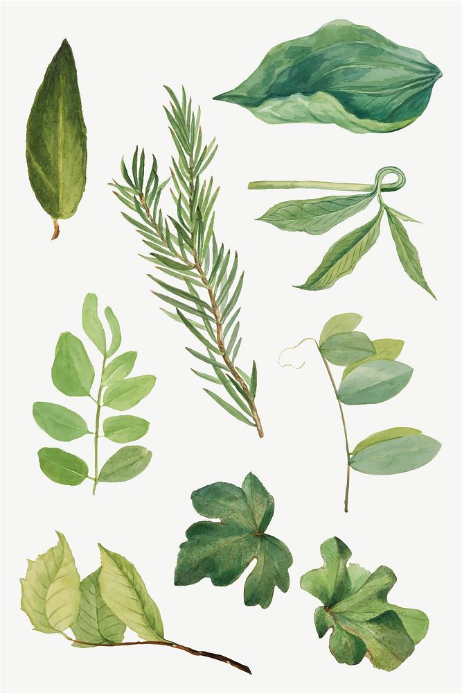 Vintage green leaves botanical illustration vector set, remixed from the artworks by Mary Vaux Walcott