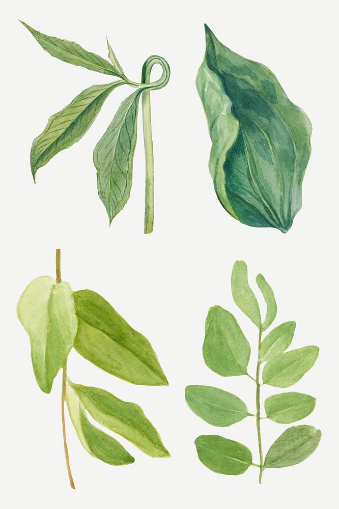 Vintage green leaves illustration psd sticker set