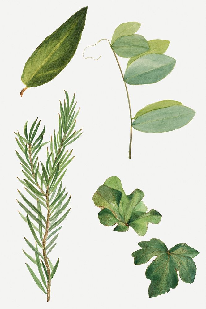 Vintage green leaves psd illustration botanical drawing