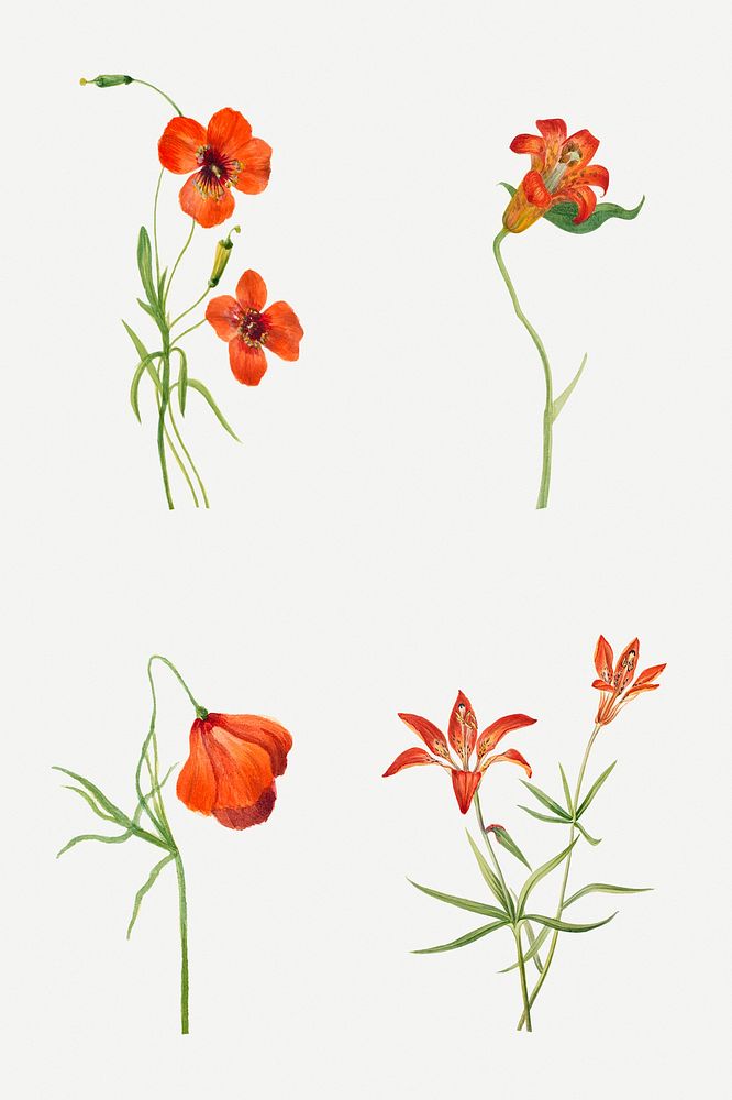 Hand drawn small tiger lily psd floral illustration set