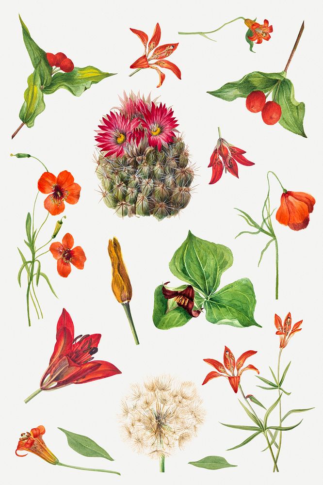 Psd red, orange and pink flower set botanical illustration