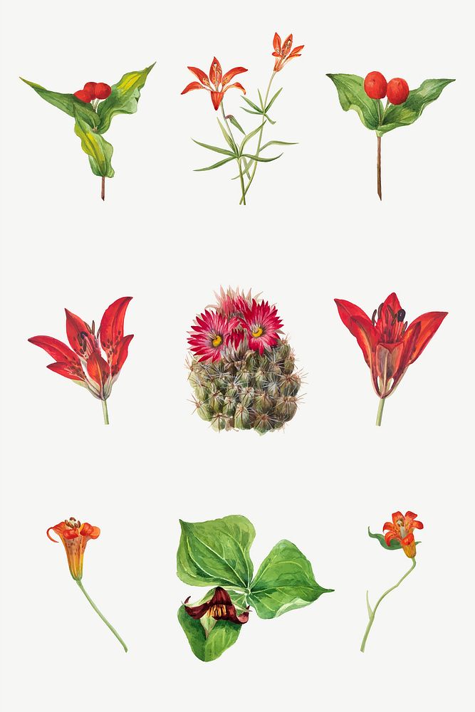 Red, orange and pink flower vector set botanical illustration, remixed from the artworks by Mary Vaux Walcott