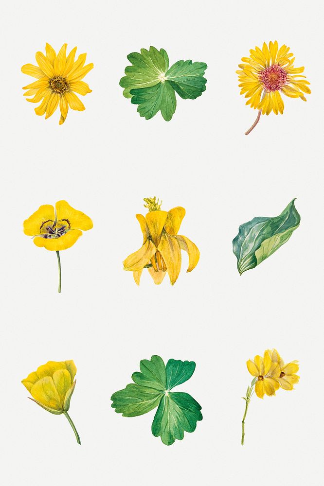 Yellow flowers botanical vintage illustration set, remixed from the artworks by Mary Vaux Walcott