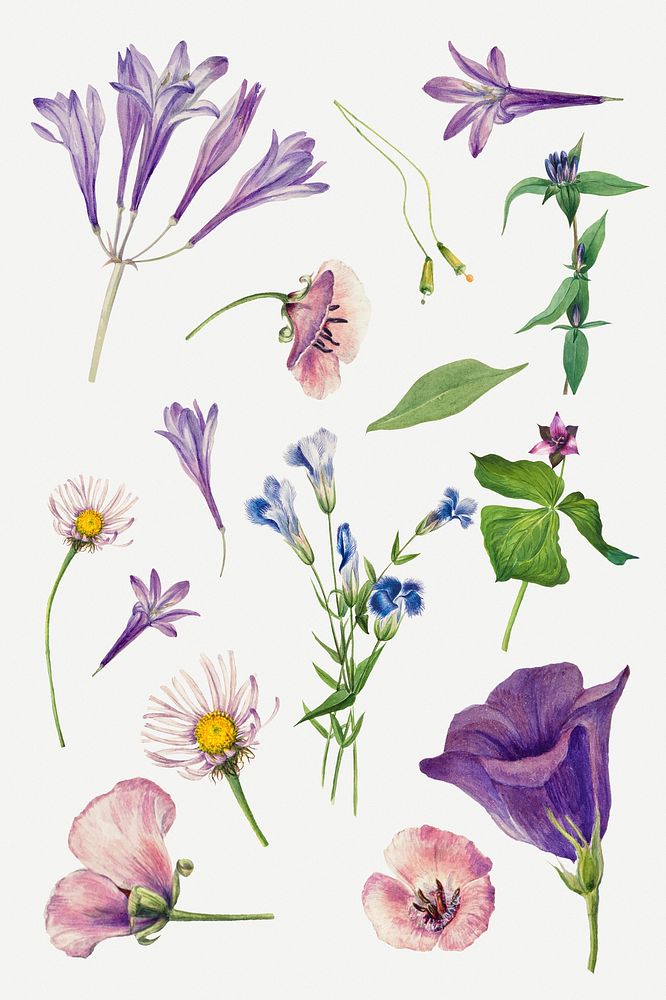 Purple wild plants psd illustration hand drawn set