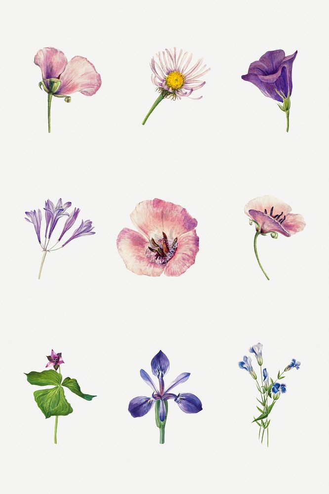 Purple wild flowers psd illustration set