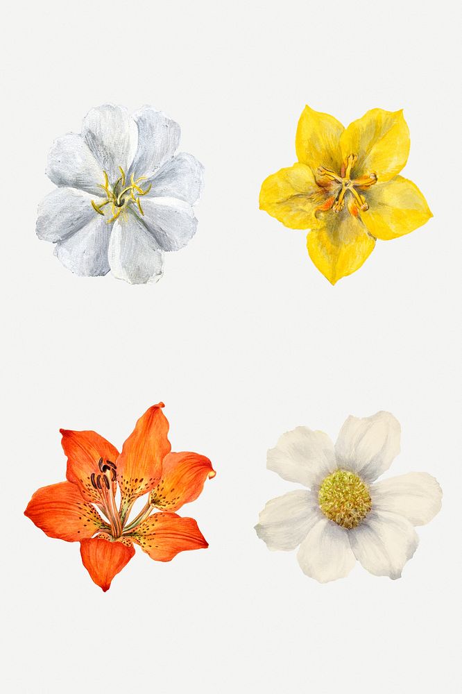 Wild flowers illustration set, remixed from the artworks by Mary Vaux Walcott