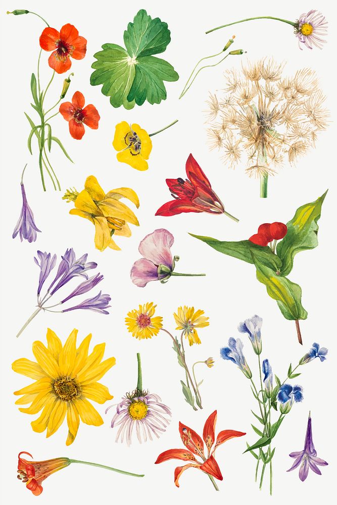 Colorful blooming floral vector illustration set, remixed from the artworks by Mary Vaux Walcott