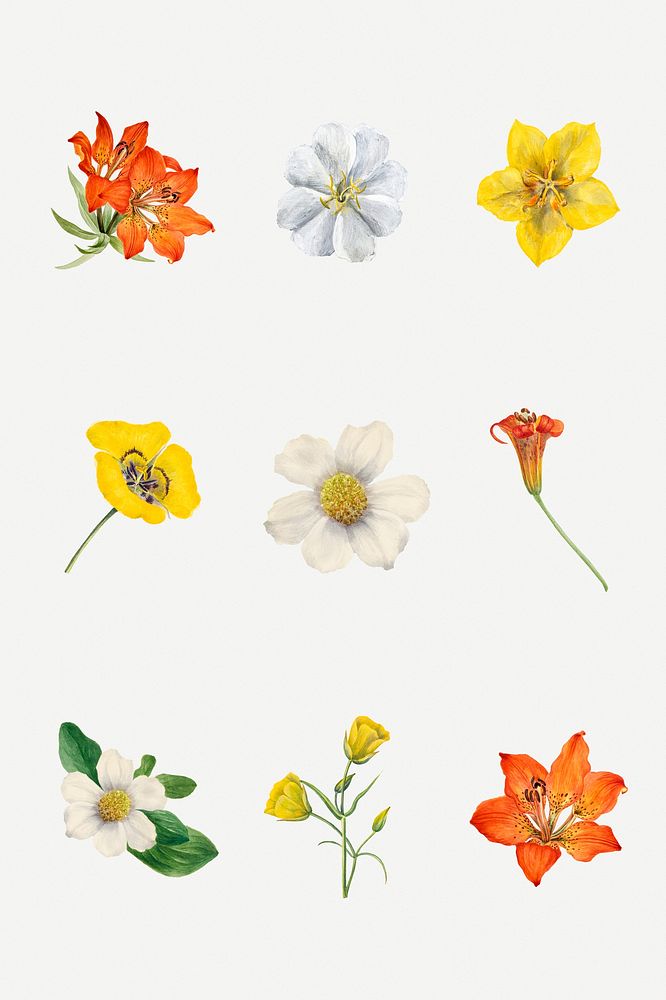 Colorful blooming flowers illustration hand drawn set, remixed from the artworks by Mary Vaux Walcott