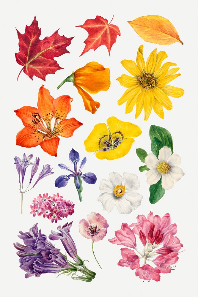 Hand drawn colorful flowers psd botanical illustration set