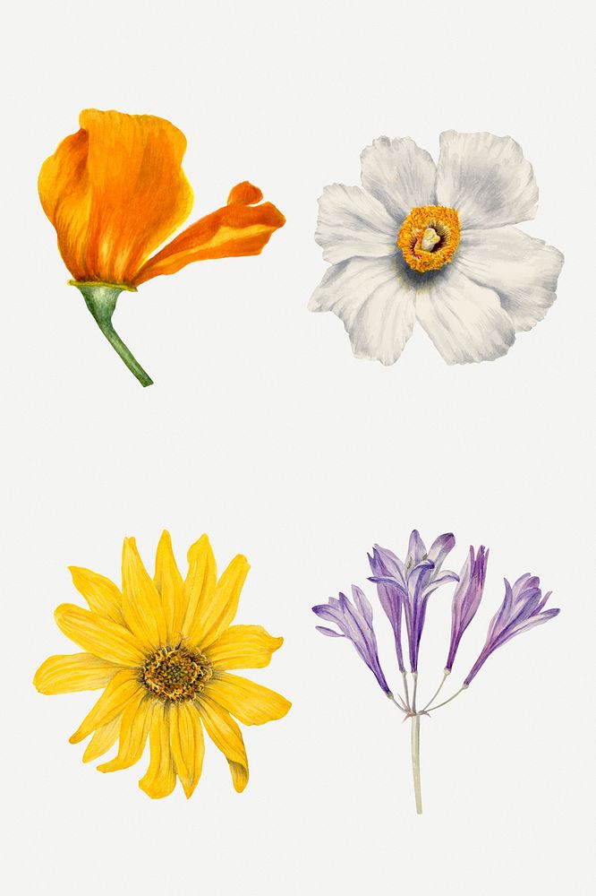 Wild flowers psd botanical vintage illustration set