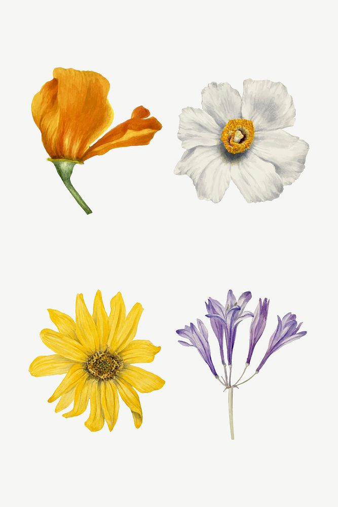 Wild flowers vector botanical vintage illustration set, remixed from the artworks by Mary Vaux Walcott