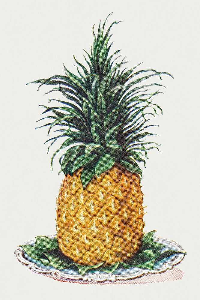 Vintage hand drawn pineapple illustration