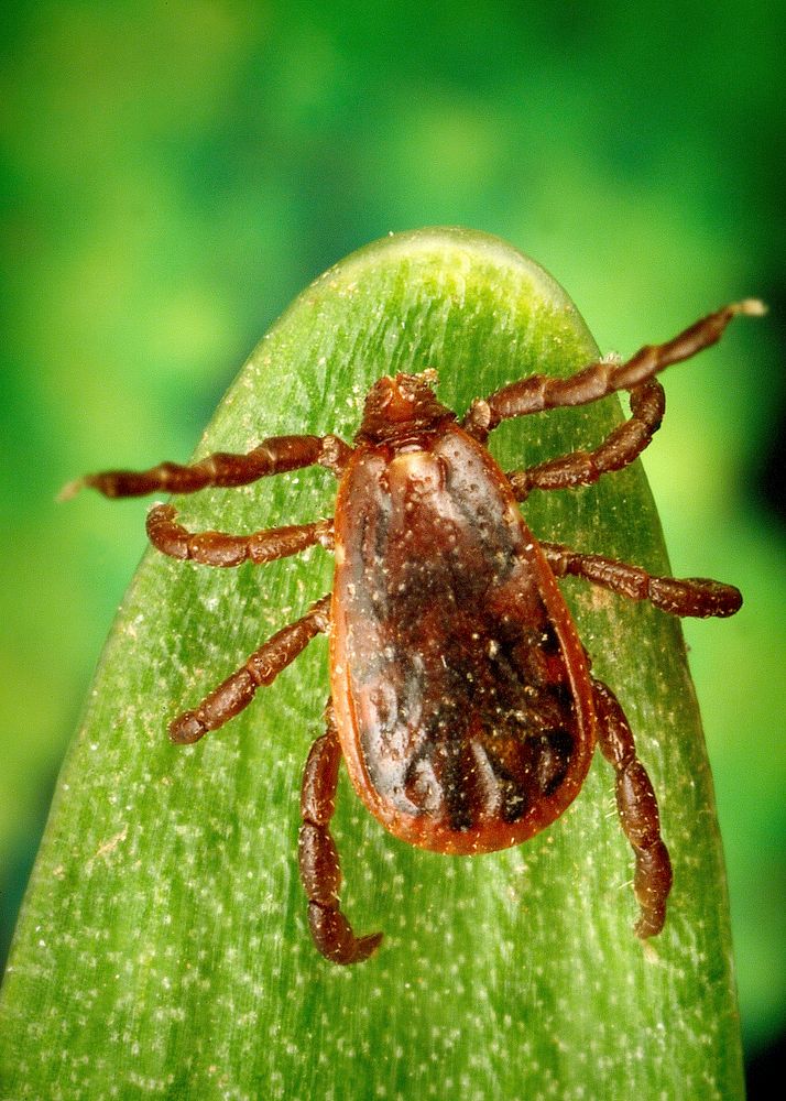 A male brown dog tick, Rhipicephalus sanguineus. Original image sourced from US Government department: Public Health Image…