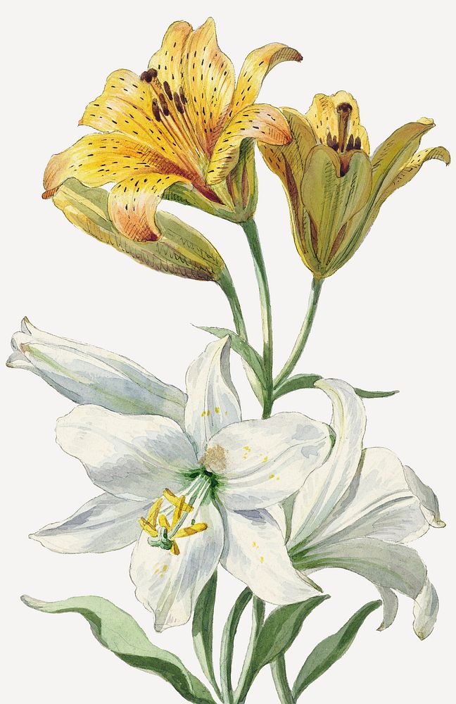 Vintage yellow and white lily flower illustration psd, remix from artworks by William van Leen