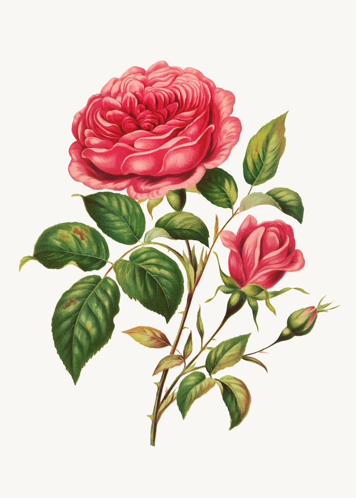 Vintage rose flower botanical illustration, remix from artworks by L. Prang & Co.