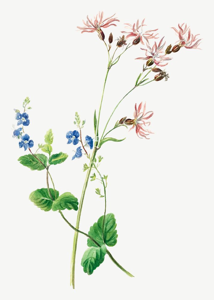 Vintage flower botanical illustration vector, remix from artworks by Dolly Gurney