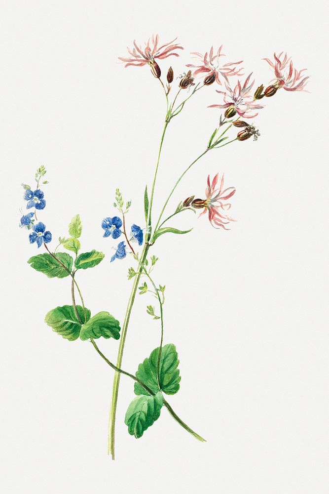 Vintage flower botanical illustration psd, remix from artworks by Dolly Gurney