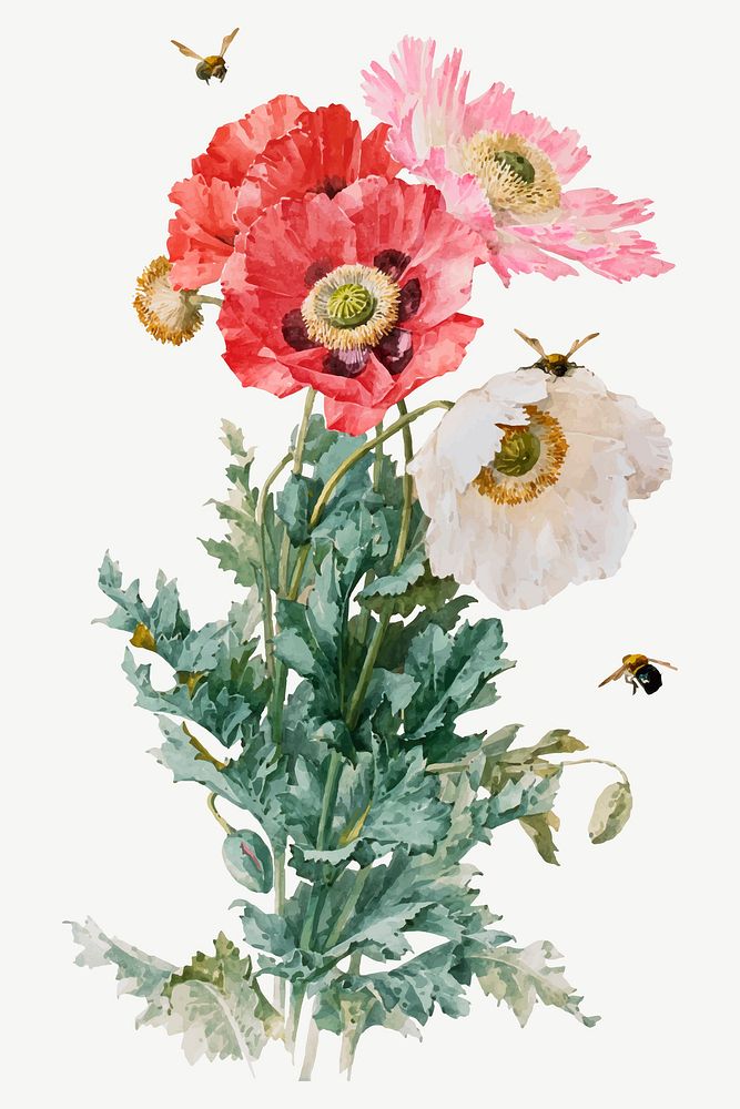 Vintage poppy flower illustration vector, remix from artworks by Paul de Longpr&eacute;