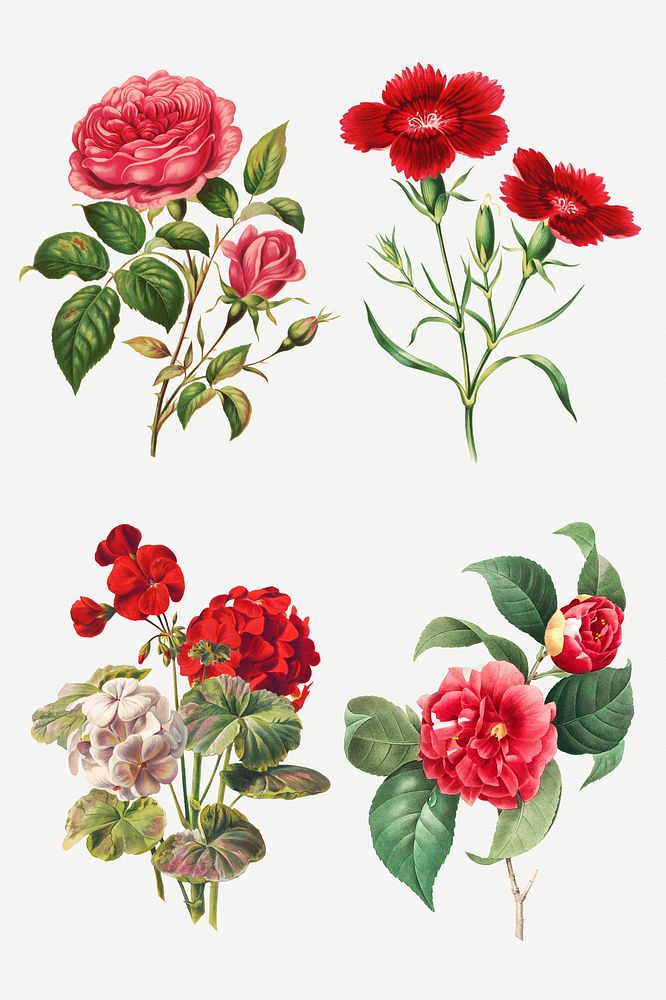 Vintage flower botanical illustration set