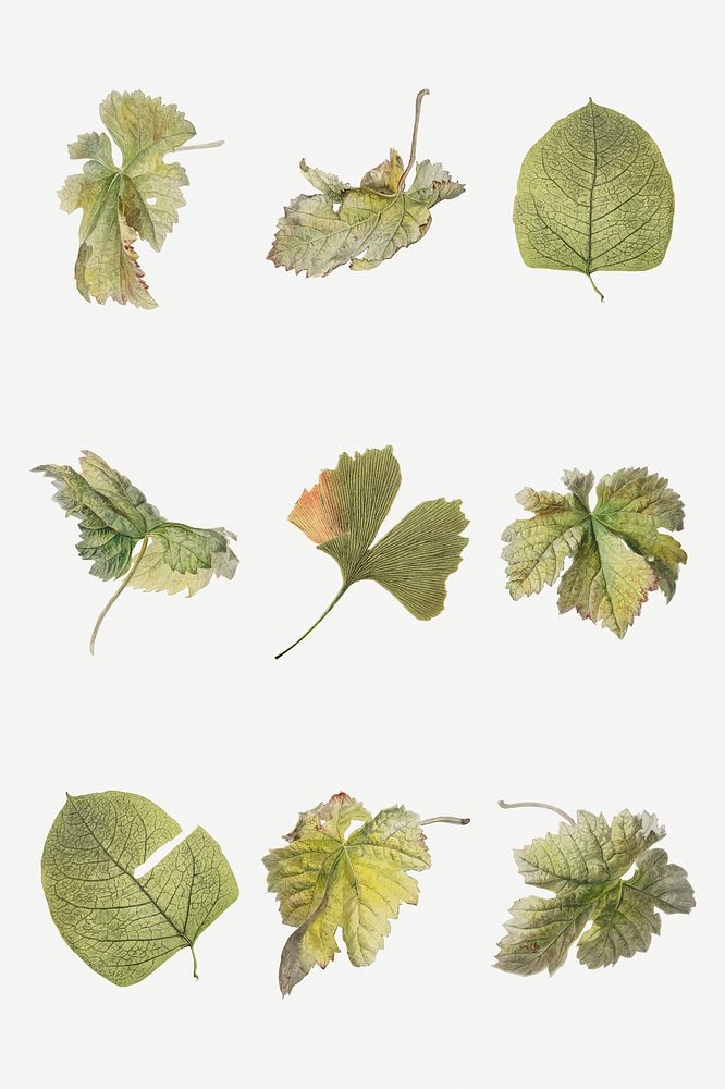 Vintage leaf botanical illustration psd set