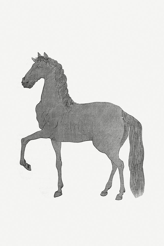Horse icon illustration