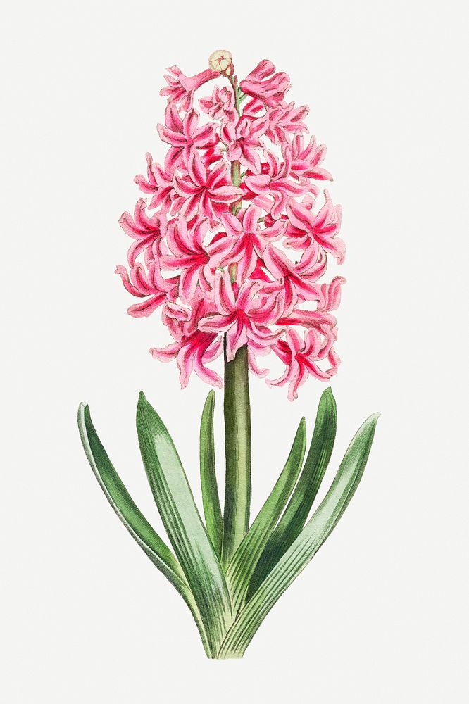 Vintage pink hyacinth flower illustration botanical art print