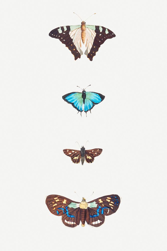 Vintage butterfly illustration set