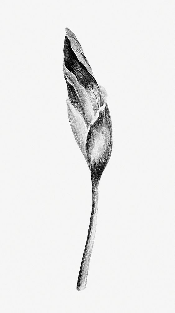 Vintage black and white Japanese iris flower bud design element
