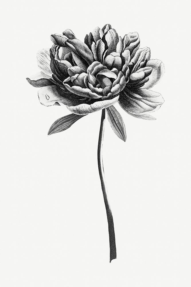 Vintage black and white peony flower design element