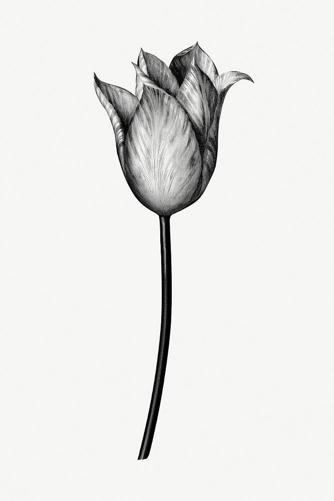 Vintage black and white tulip flower design element
