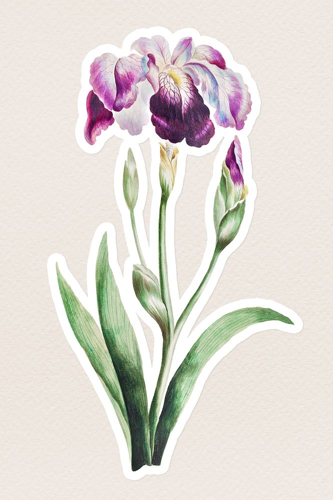 Vintage Japanese iris flower sticker with white border