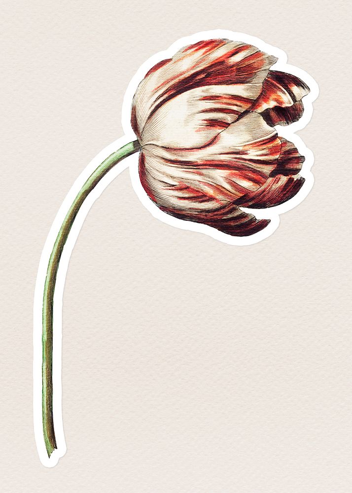 Vintage orange tulip flower sticker with white border