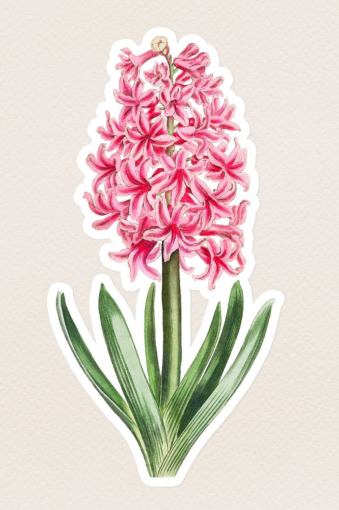 Vintage pink hyacinth flower sticker with white border