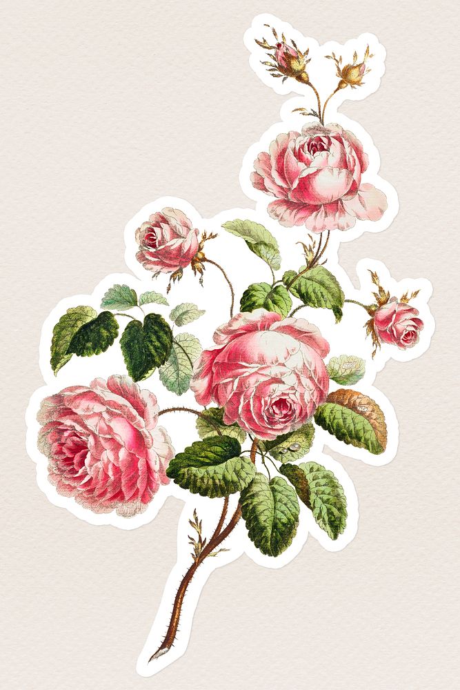 Vintage cabbage provence rose flower sticker with white border