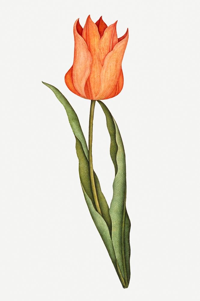 Vintage psd orange tulip flower illustration, featuring public domain artworks