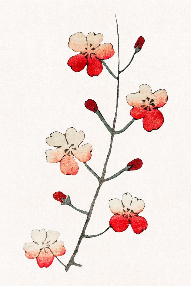 Traditional Japanese cherry blossom ornamental element, remix of artwork by Watanabe Seitei