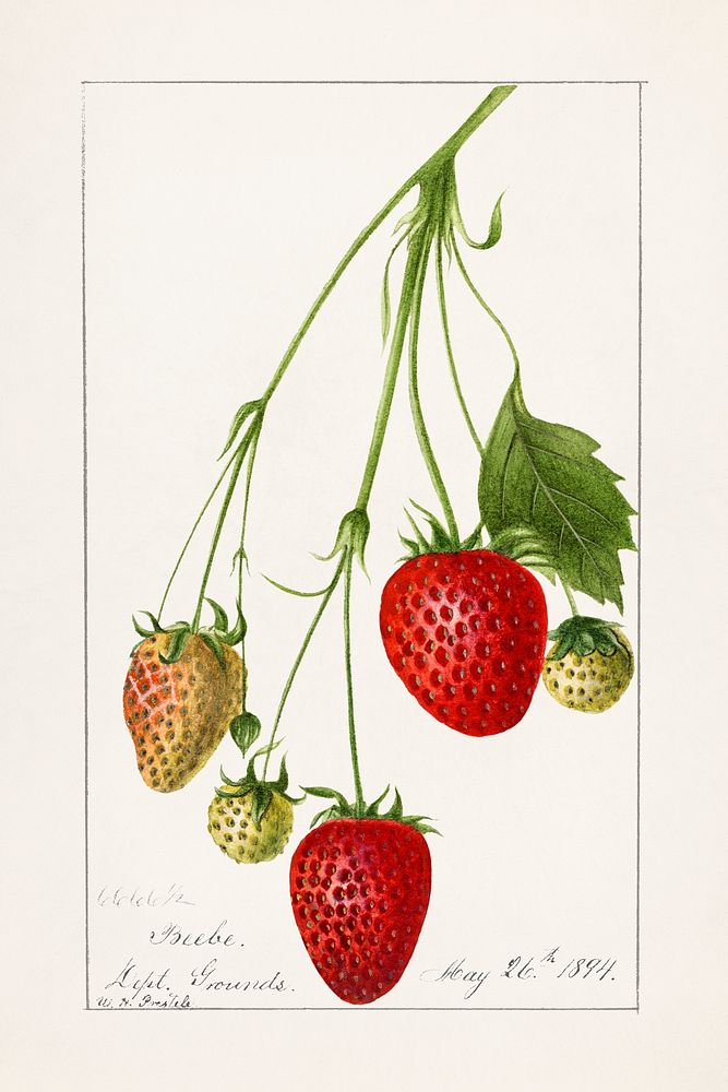 Vintage branch of strawberry illustration mockup. Digitally enhanced illustration from U.S. Department of Agriculture…
