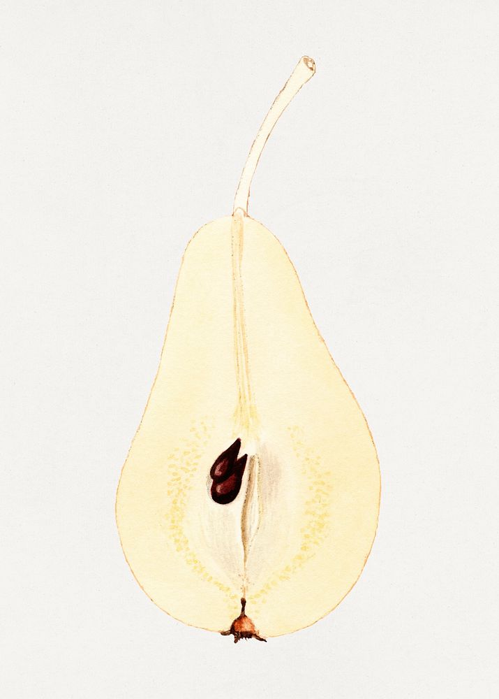 Vintage halved pear illustration. Digitally enhanced illustration from U.S. Department of Agriculture Pomological Watercolor…