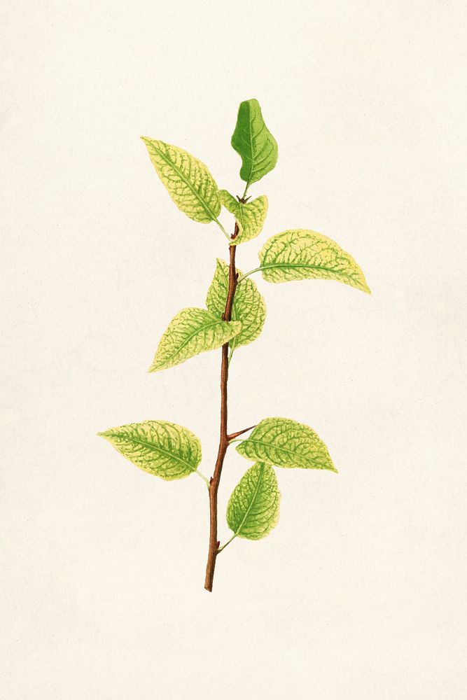 Vintage pear stick illustration mockup. Digitally enhanced illustration from U.S. Department of Agriculture Pomological…